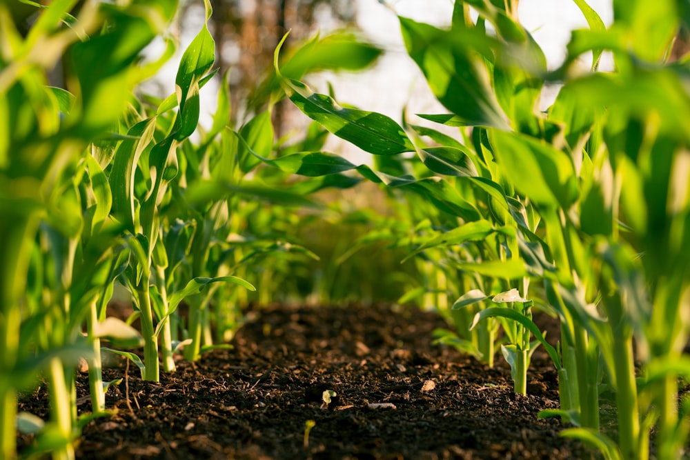 Produção agrícola brasileira